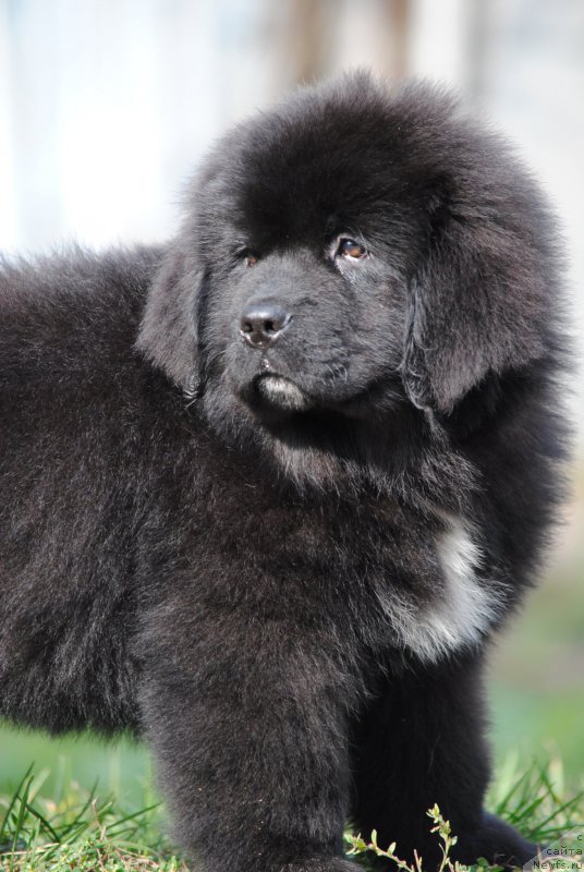 Фото: ньюфаундленд Моя Стихия Морган-Гриффин