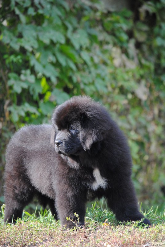 Фото: ньюфаундленд Моя Стихия Морган-Гриффин