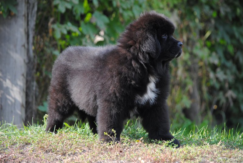 Фото: ньюфаундленд Моя Стихия Морган-Гриффин