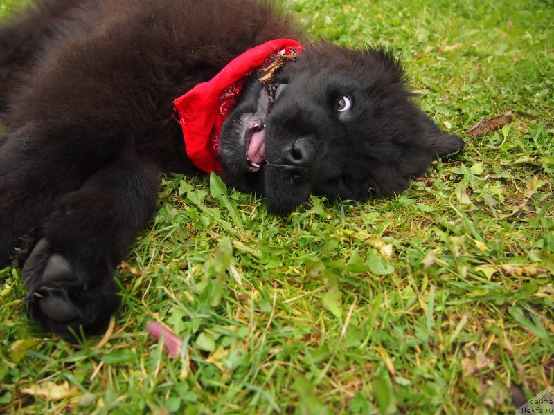 Фотография № 214518