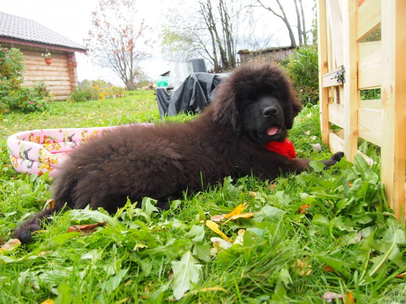 Фотография № 214519