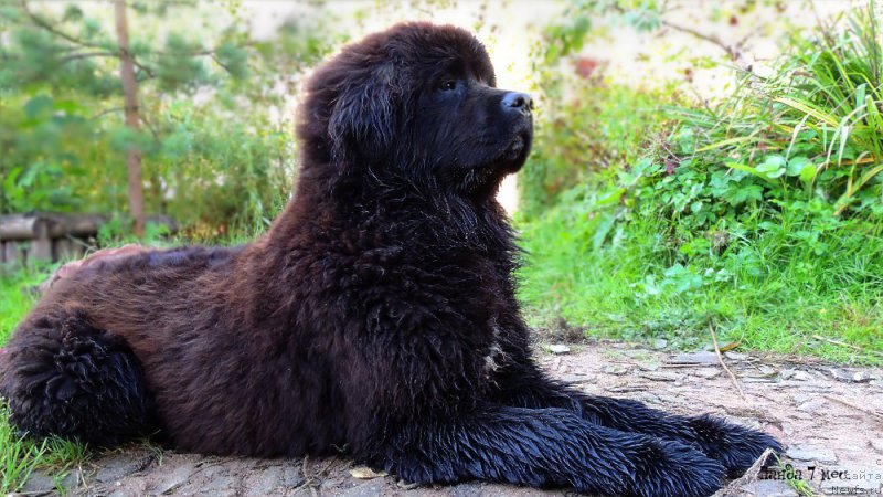 Фотография № 214521