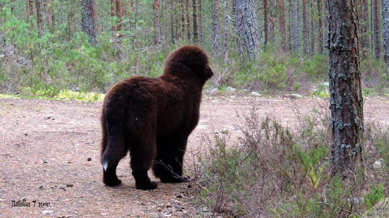 Фотография № 214522