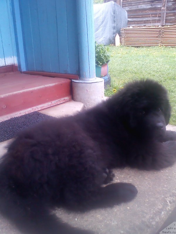 Фотография № 214523