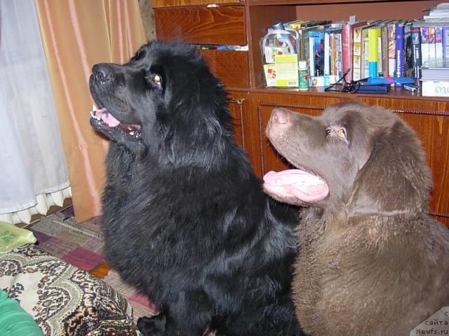 Фото: ньюфаундленд Конфуций, ньюфаундленд Лесная Сказка Раскрасавица