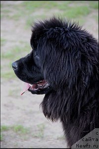 Фото: ньюфаундленд Гудрун от Сибирского Медведя