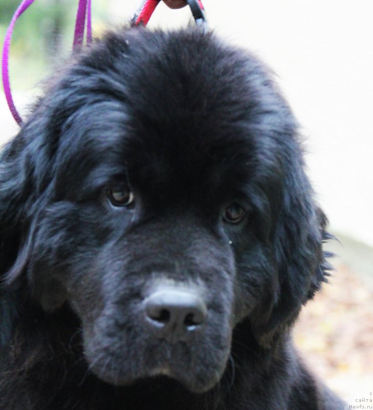 Фото: ньюфаундленд Виктория фром Рашн Беар