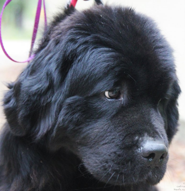 Фото: ньюфаундленд Виктория фром Рашн Беар