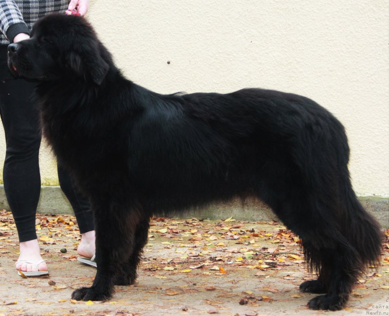 Фото: ньюфаундленд Джастин фром Рашн Беар