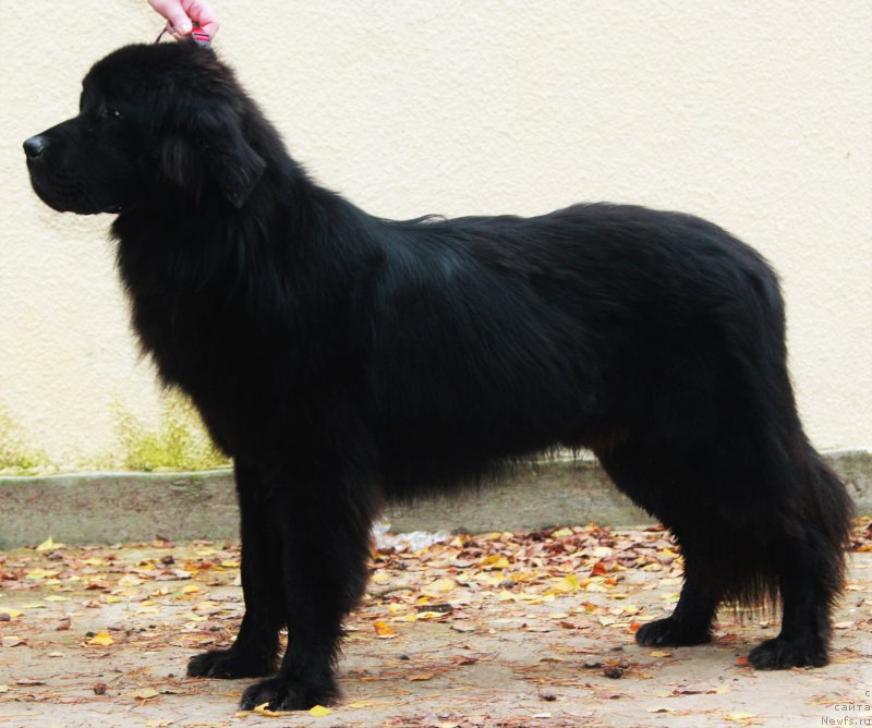 Фото: ньюфаундленд Джастин фром Рашн Беар