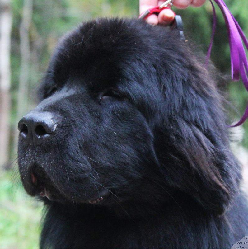 Фото: ньюфаундленд Джастин фром Рашн Беар