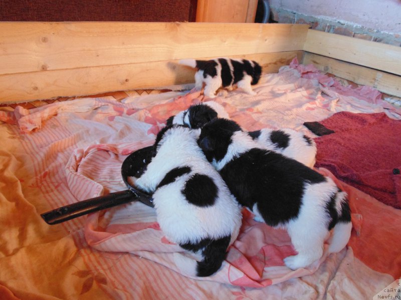 Фото: ньюфаундленд Супер Бизон Мелодия