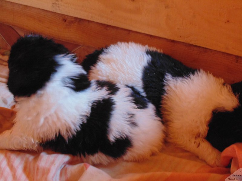 Фото: ньюфаундленд Степная Пальмира Единственный Мой