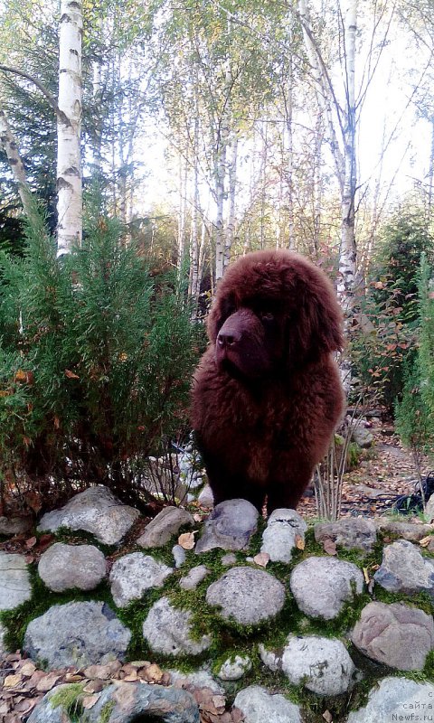 Фото: ньюфаундленд Харди Храброе Сердце