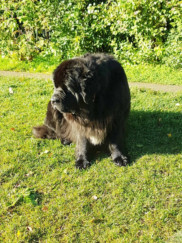 Фото: ньюфаундленд Сент Джонс Гвендолин Глориус Гарден