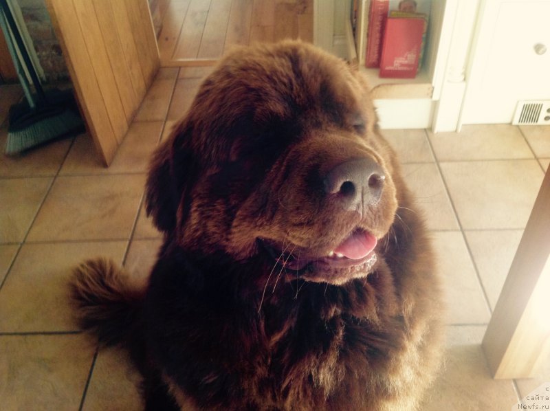 Фото: ньюфаундленд Нобл Кинг Май Лорд Симба