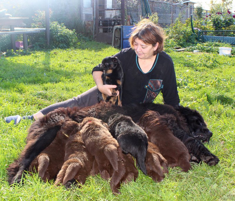 Фото: Елена Шмелева, ньюфаундленд Браунблад МСК Амадей-Дефендер (Brownblood MSK Amadey-Defender), ньюфаундленд Браунблад МСК Аназер Лав Тендер Эбони (Brownblood MSK Another Love Tender Ebony), ньюфаундленд Браунблад МСК Альфа-Ромео Голд Бадди (Brownblood MSK Alfa-Romeo Gold Baddy), ньюфаундленд Браунблад МСК Абрамс-Стронг (Brownblood MSK Abrams-Strong), ньюфаундленд Браунблад МСК Ауди Рэд Лэсс (Brownblood MSK Audi Red Less), ньюфаундленд Браунблад МСК Армата Лойар Аид (Brownblood MSK Armata Loyar Aid), ньюфаундленд Браунблад МСК Альпина Гуардиан Соул (Brownblood MSK Alpina Guardian Soul), ньюфаундленд Браунблад МСК Аванти Дарлинг Кид (Brownblood MSK Avanti Darling Kid)