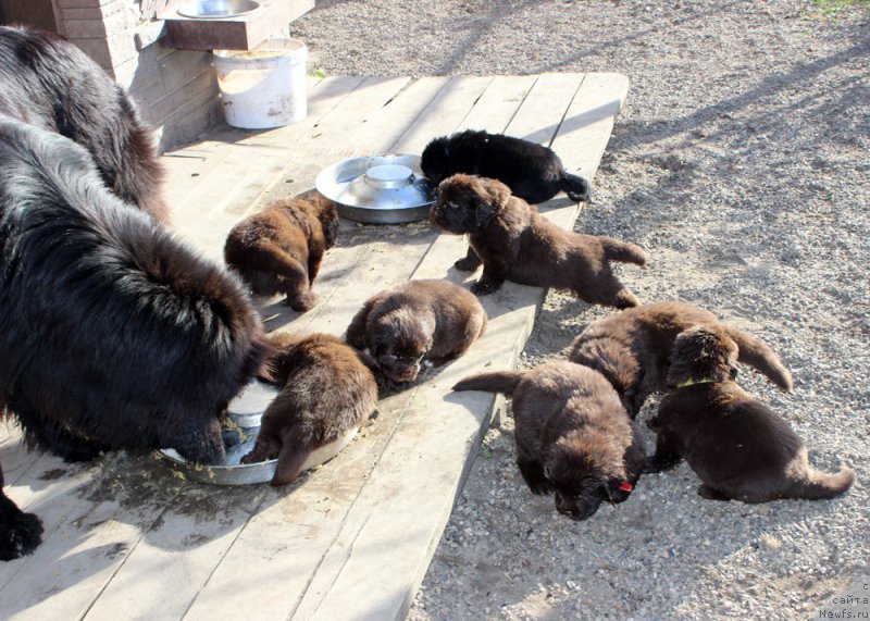 Фото: ньюфаундленд Браунблад МСК Амадей-Дефендер (Brownblood MSK Amadey-Defender), ньюфаундленд Браунблад МСК Аназер Лав Тендер Эбони (Brownblood MSK Another Love Tender Ebony), ньюфаундленд Браунблад МСК Альфа-Ромео Голд Бадди (Brownblood MSK Alfa-Romeo Gold Baddy), ньюфаундленд Браунблад МСК Абрамс-Стронг (Brownblood MSK Abrams-Strong), ньюфаундленд Браунблад МСК Ауди Рэд Лэсс (Brownblood MSK Audi Red Less), ньюфаундленд Браунблад МСК Армата Лойар Аид (Brownblood MSK Armata Loyar Aid), ньюфаундленд Браунблад МСК Альпина Гуардиан Соул (Brownblood MSK Alpina Guardian Soul), ньюфаундленд Браунблад МСК Аванти Дарлинг Кид (Brownblood MSK Avanti Darling Kid)