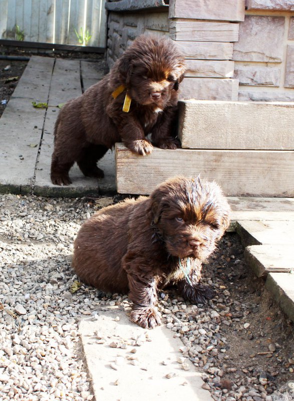 Фото: ньюфаундленд Браунблад МСК Абрамс-Стронг (Brownblood MSK Abrams-Strong), ньюфаундленд Браунблад МСК Альфа-Ромео Голд Бадди (Brownblood MSK Alfa-Romeo Gold Baddy)