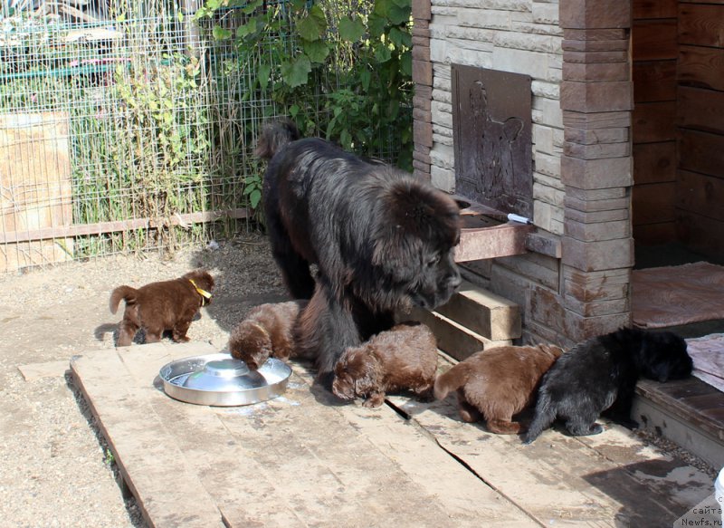 Фото: ньюфаундленд Браунблад МСК Аназер Лав Тендер Эбони (Brownblood MSK Another Love Tender Ebony), ньюфаундленд Браунблад МСК Альфа-Ромео Голд Бадди (Brownblood MSK Alfa-Romeo Gold Baddy), ньюфаундленд Браунблад МСК Абрамс-Стронг (Brownblood MSK Abrams-Strong), ньюфаундленд Браунблад МСК Альфа-Ромео Голд Бадди (Brownblood MSK Alfa-Romeo Gold Baddy), ньюфаундленд Браунблад МСК Аванти Дарлинг Кид (Brownblood MSK Avanti Darling Kid), ньюфаундленд Браунблад МСК Амадей-Дефендер (Brownblood MSK Amadey-Defender)