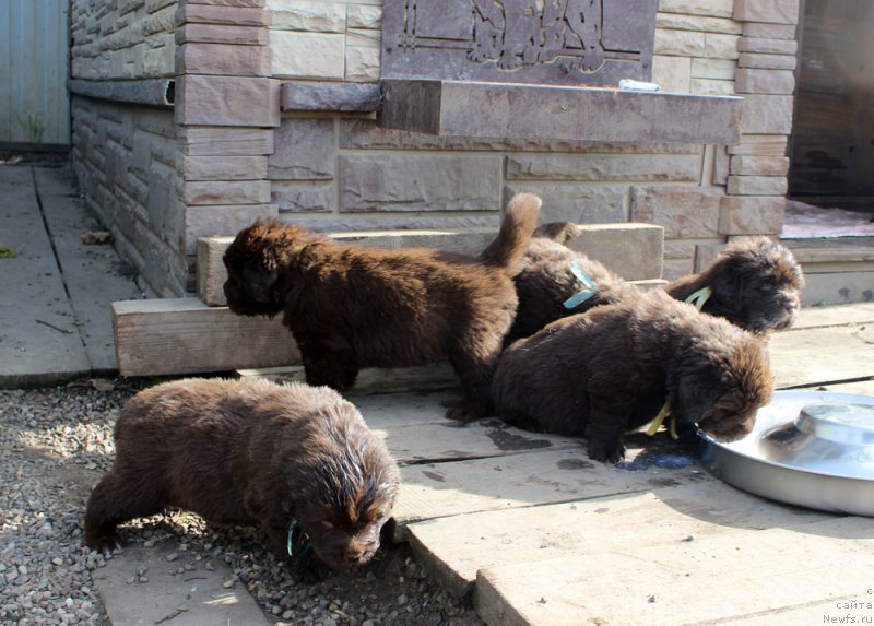 Фото: ньюфаундленд Браунблад МСК Аназер Лав Тендер Эбони (Brownblood MSK Another Love Tender Ebony), ньюфаундленд Браунблад МСК Альфа-Ромео Голд Бадди (Brownblood MSK Alfa-Romeo Gold Baddy), ньюфаундленд Браунблад МСК Абрамс-Стронг (Brownblood MSK Abrams-Strong), ньюфаундленд Браунблад МСК Альфа-Ромео Голд Бадди (Brownblood MSK Alfa-Romeo Gold Baddy), ньюфаундленд Браунблад МСК Аванти Дарлинг Кид (Brownblood MSK Avanti Darling Kid)
