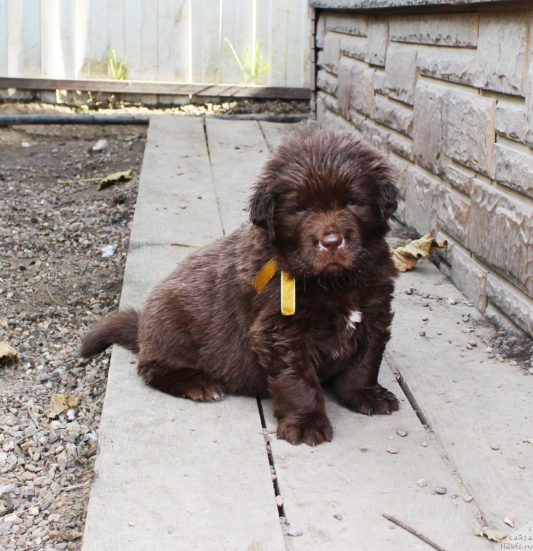 Фото: ньюфаундленд Браунблад МСК Армата Лойар Аид (Brownblood MSK Armata Loyar Aid)