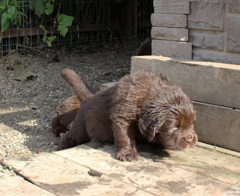 Фото: ньюфаундленд Браунблад МСК Абрамс-Стронг (Brownblood MSK Abrams-Strong)