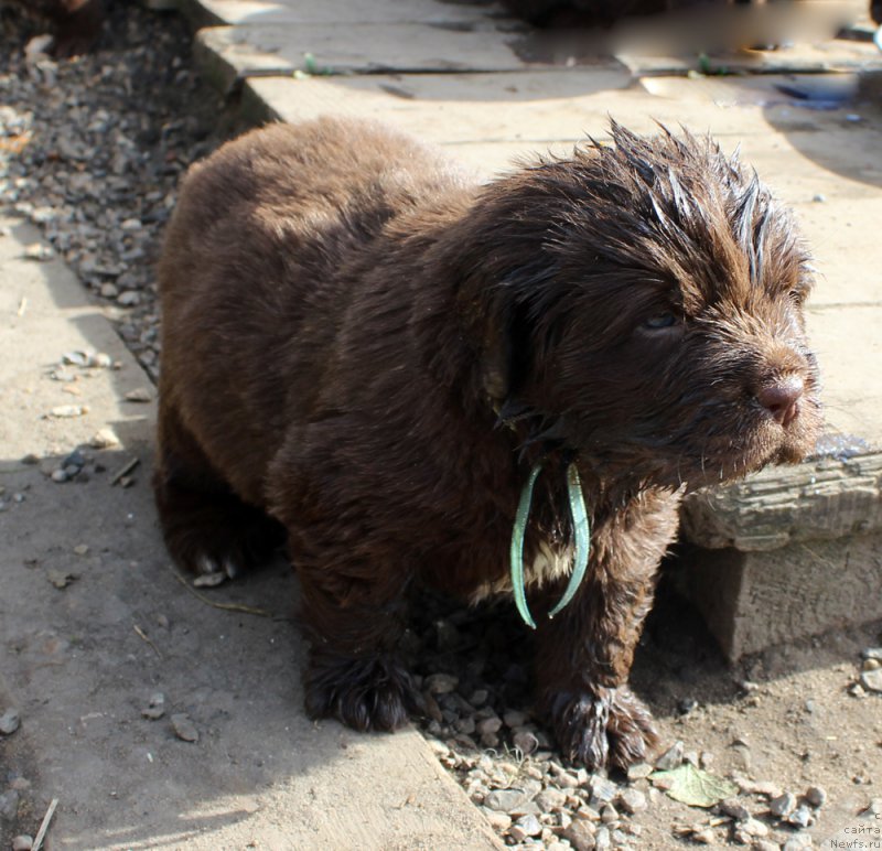 Фото: ньюфаундленд Браунблад МСК Абрамс-Стронг (Brownblood MSK Abrams-Strong)
