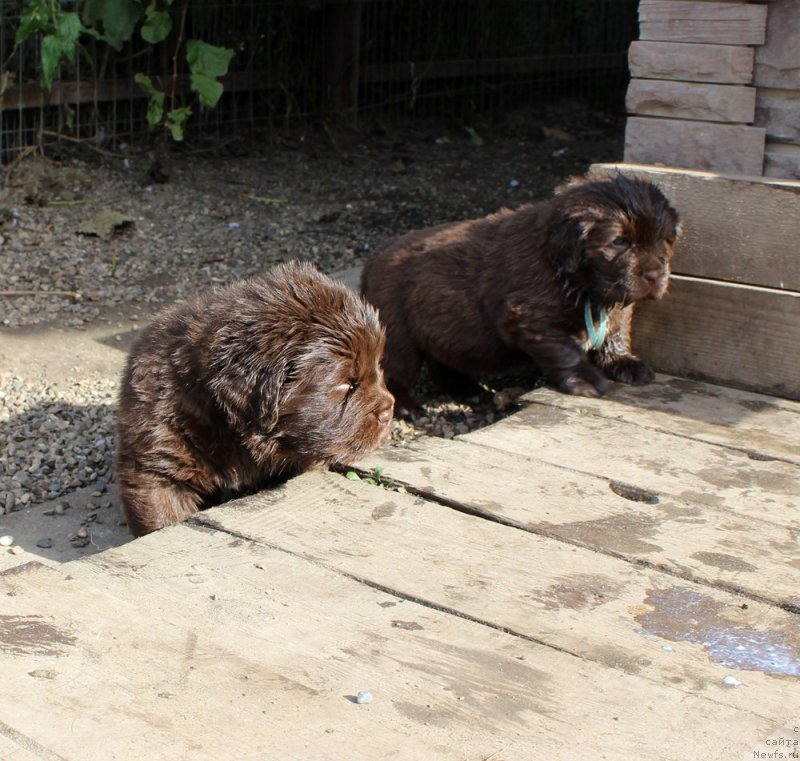 Фото: ньюфаундленд Браунблад МСК Абрамс-Стронг (Brownblood MSK Abrams-Strong), ньюфаундленд Браунблад МСК Аназер Лав Тендер Эбони (Brownblood MSK Another Love Tender Ebony)