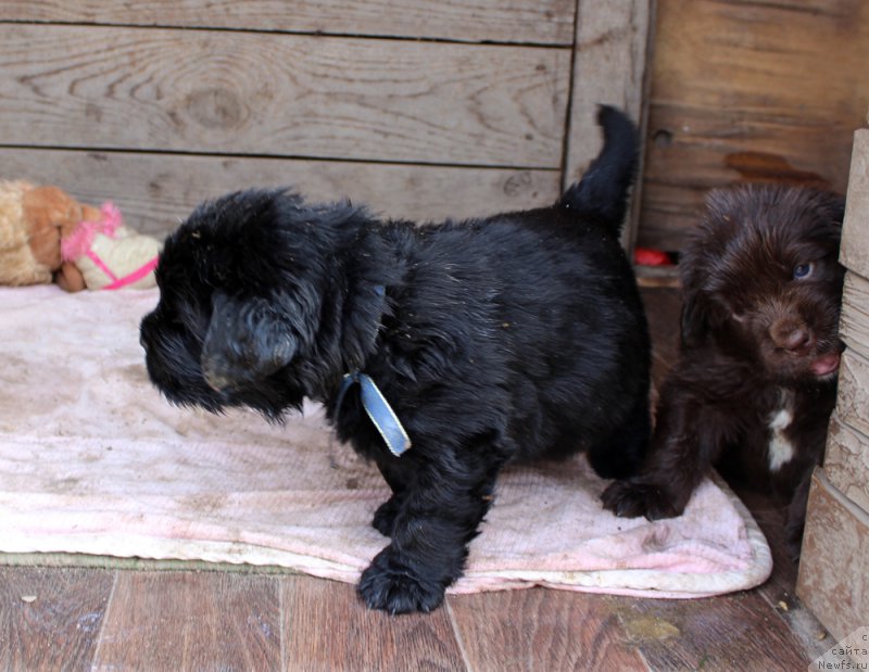Фото: ньюфаундленд Браунблад МСК Амадей-Дефендер (Brownblood MSK Amadey-Defender), ньюфаундленд Браунблад МСК Ауди Рэд Лэсс (Brownblood MSK Audi Red Less)