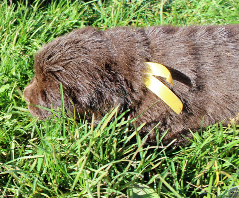 Фото: ньюфаундленд Браунблад МСК Альфа-Ромео Голд Бадди (Brownblood MSK Alfa-Romeo Gold Baddy)