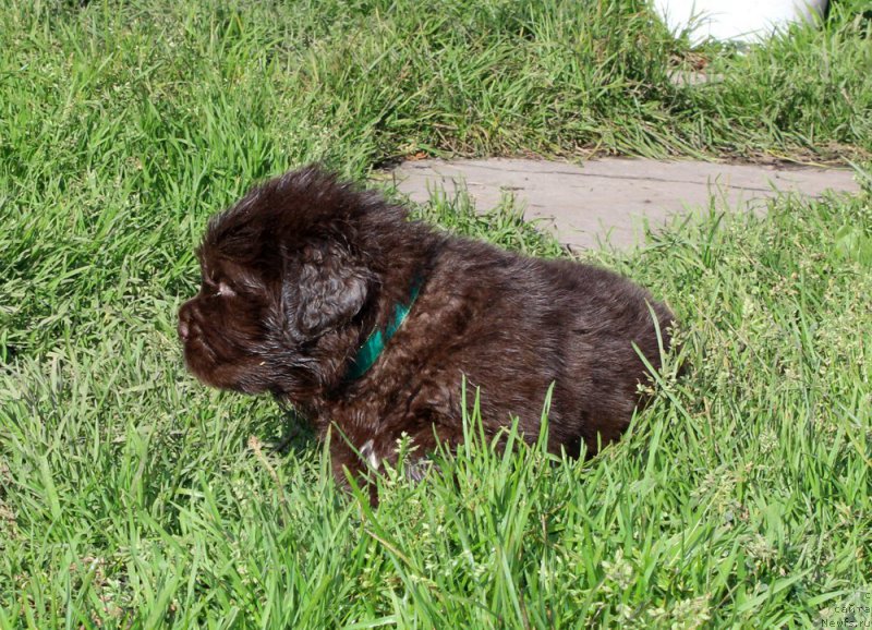 Фото: ньюфаундленд Браунблад МСК Аназер Лав Тендер Эбони (Brownblood MSK Another Love Tender Ebony)
