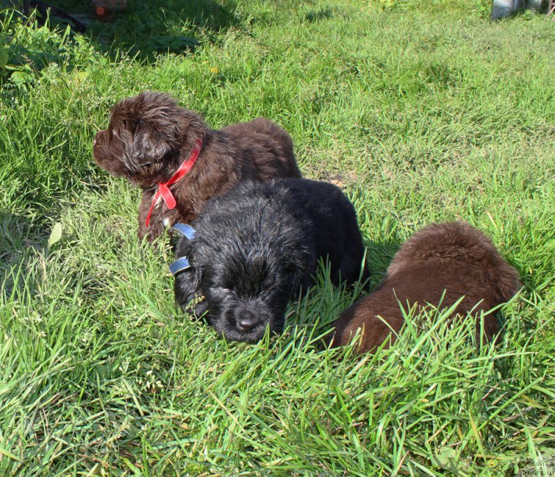 Фото: ньюфаундленд Браунблад МСК Ауди Рэд Лэсс (Brownblood MSK Audi Red Less), ньюфаундленд Браунблад МСК Амадей-Дефендер (Brownblood MSK Amadey-Defender)