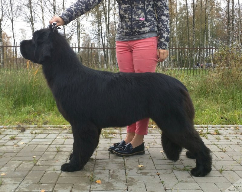 Фото: ньюфаундленд Смигар Афродита Медичи