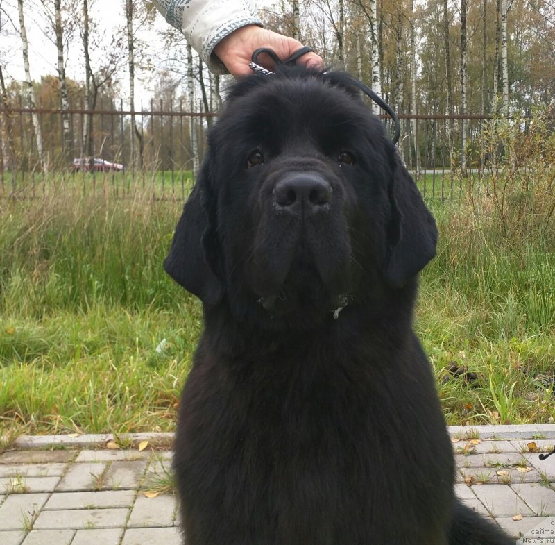 Фото: ньюфаундленд Смигар Афродита Медичи