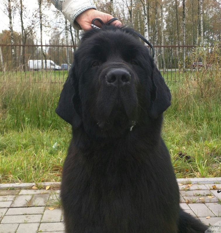 Фотография № 214591