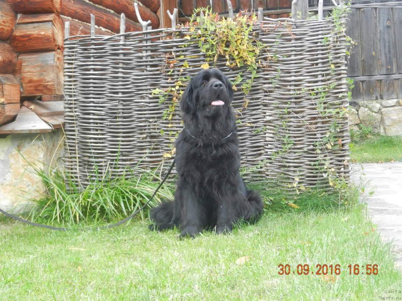 Фото: ньюфаундленд Нью-Пом-Шир Анкария Вуори (New-Pom-Shire Ankaria Vuori)