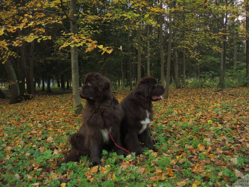 Фото: ньюфаундленд Акватория Келвин Хизер Хани (Aquatoriya Kelvin Heather Honey), ньюфаундленд Фанньюф Арктика (Funnewf Arktika)