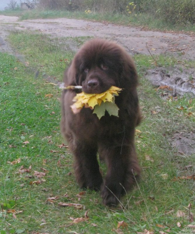 Фото: ньюфаундленд Фанньюф Анатолия