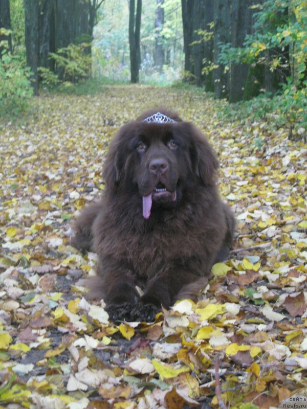 Фото: ньюфаундленд Фанньюф Анатолия