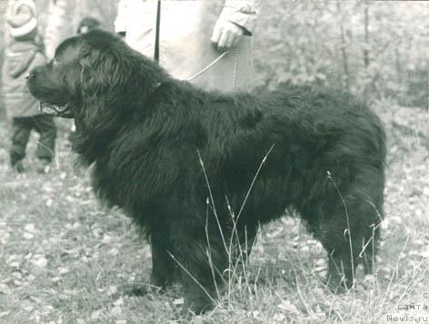 Фото: ньюфаундленд Ункас Агли