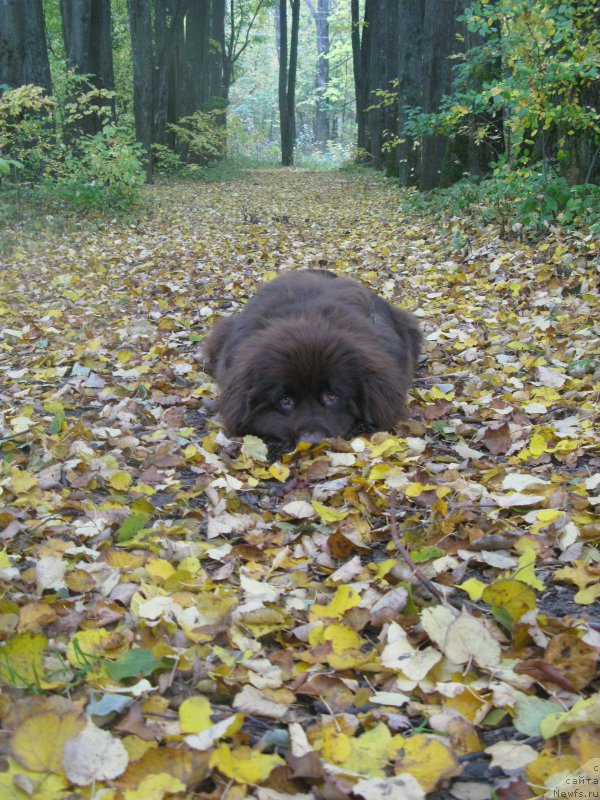 Фото: ньюфаундленд Фанньюф Анатолия