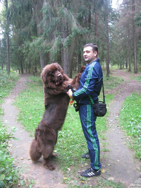 Фото: ньюфаундленд Фанньюф Анатолия