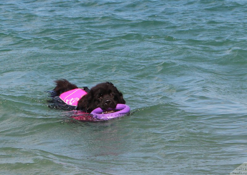 Фото: ньюфаундленд Моя Стихия Лорейн Дитрих (Moya Stikhiya Loreyn Ditrix)