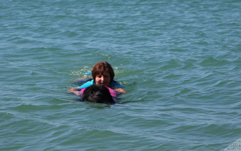 Фото: ньюфаундленд Моя Стихия Лорейн Дитрих (Moya Stikhiya Loreyn Ditrix), Ольга Филиппова