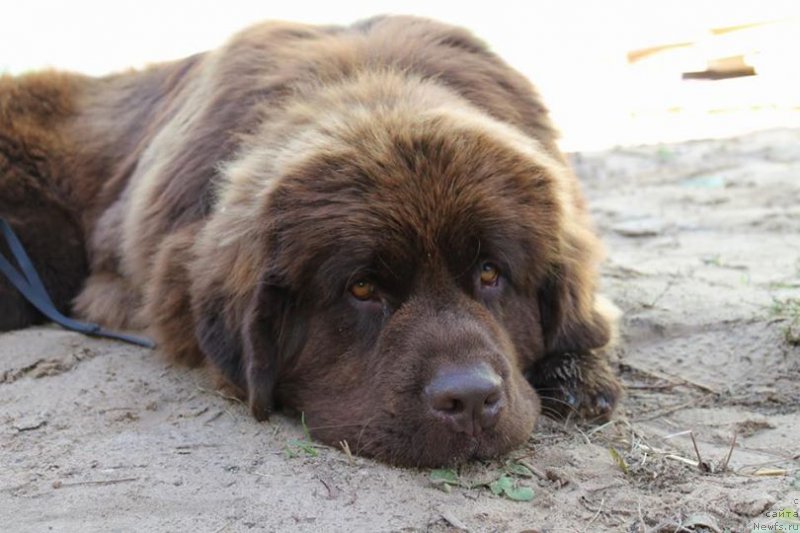 Фото: ньюфаундленд Фанньюф Аква-Марина (Funnewf Aqua-Marina)