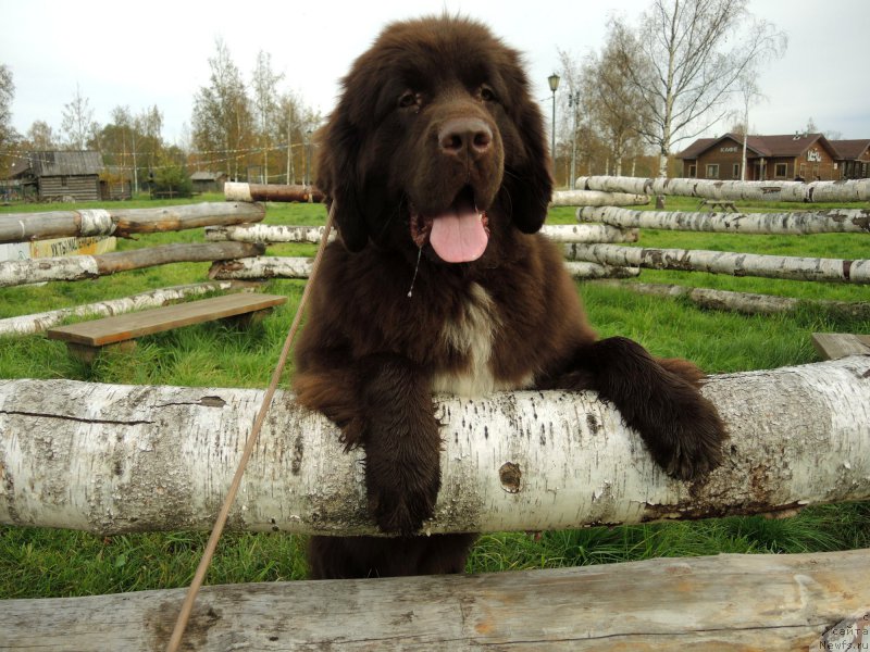 Фото: ньюфаундленд Фанньюф Арктика (Funnewf Arktika)