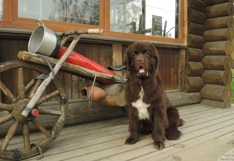 Фото: ньюфаундленд Фанньюф Арктика (Funnewf Arktika)