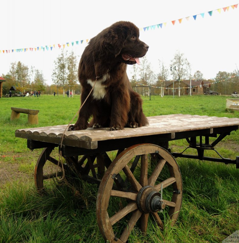 Фото: ньюфаундленд Фанньюф Арктика (Funnewf Arktika)