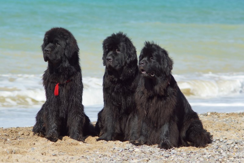 Фотография № 214645